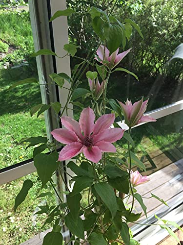 Pink Fantasy Live Plant in a 4 Inch Growers Pot Light Pink Flowering Vine F6514