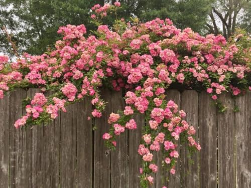3 Gallon Pot Climbing Rose Live Plant Y70569