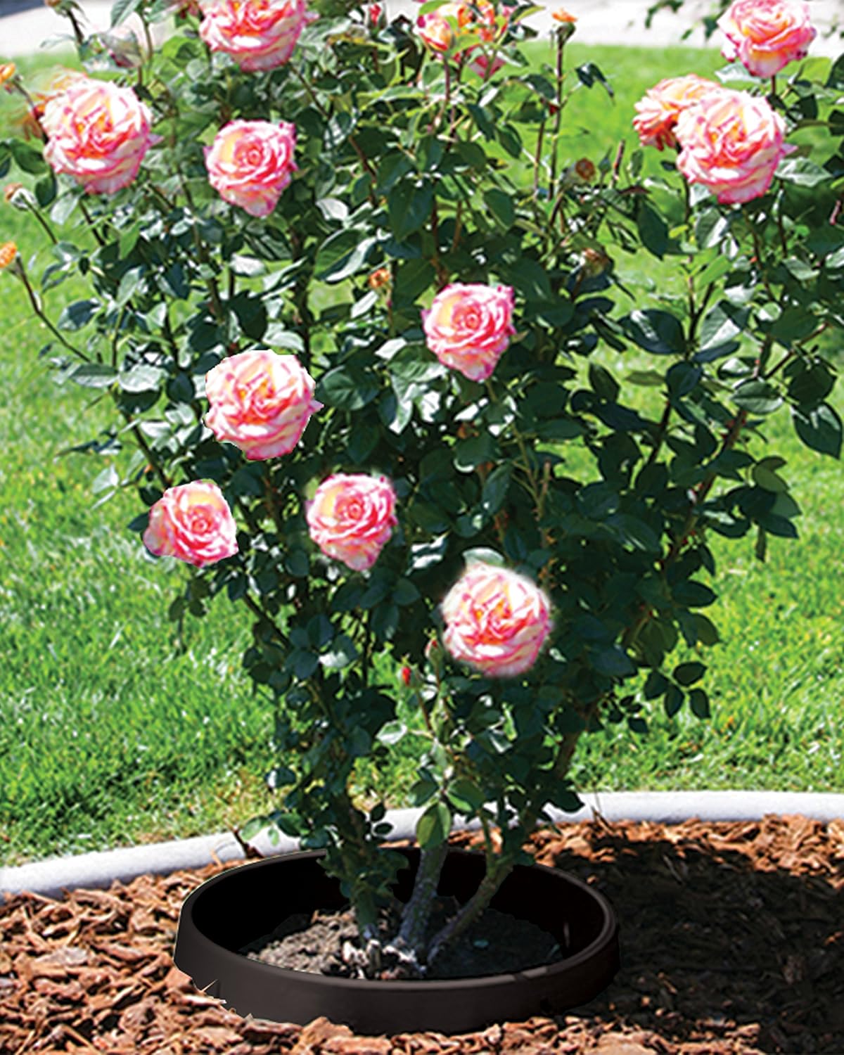 3 Pack 16 in Planting Rings U979