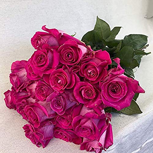 24 Red Roses Fresh from the Farm Red Rose Bouquet Long-Lasting Fresh Flowers 20" Long Stems No Vase 2 Dozen Q1152