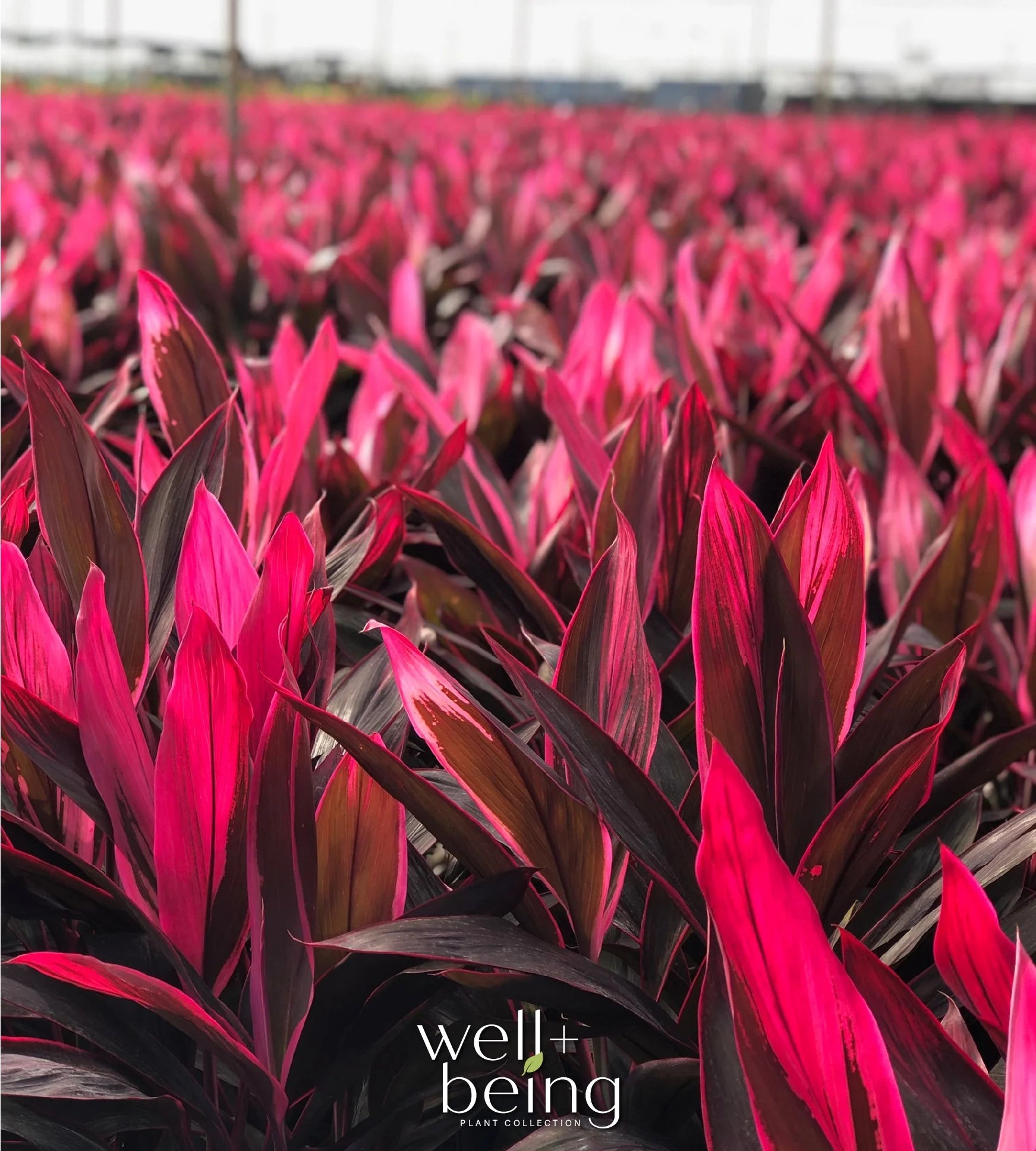 Red Sister Ti Plant, Live Plant in Grower Pot V74115