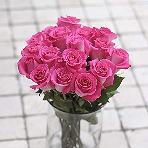 24 Red Roses Fresh from the Farm Red Rose Bouquet Long-Lasting Fresh Flowers 20" Long Stems No Vase 2 Dozen Q1152