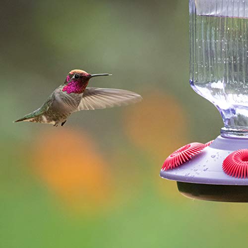Lavender Field Glass Hummingbird Feeder Purple 16 oz O92293
