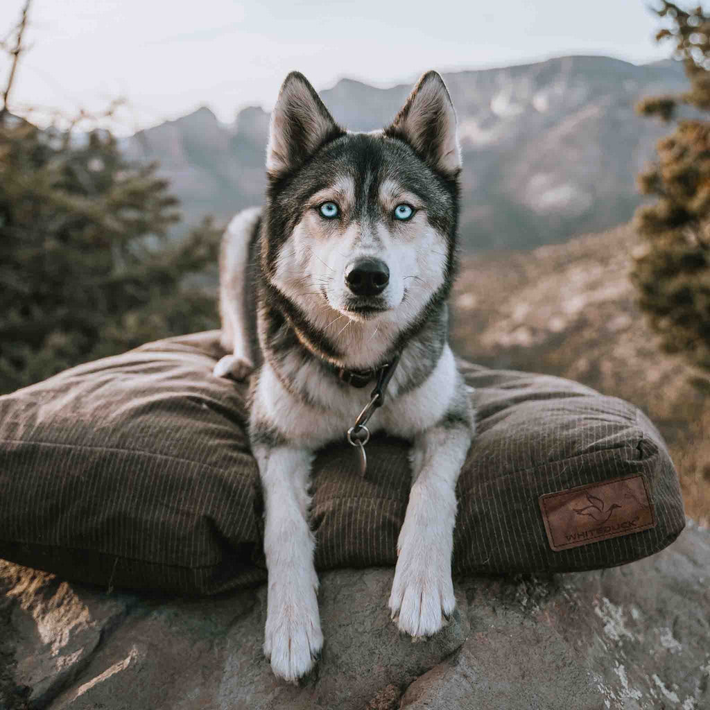 Canvas Dog Bed, Water-Repellent, Removable Washable Cover, Extra Large, Brown G131953