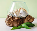 Hand Blown Molten Glass & Teak Wood Terrarium (6" - 7" High) Y634481