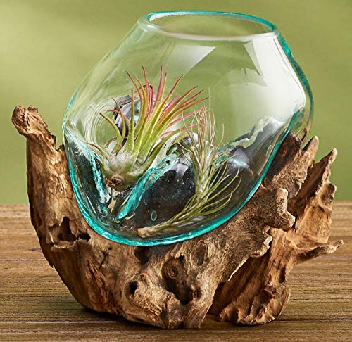 Hand Blown Molten Glass & Teak Wood Terrarium (6" - 7" High) Y634481