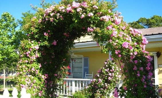 3 Gallon Pot Climbing Rose Live Plant Y70569
