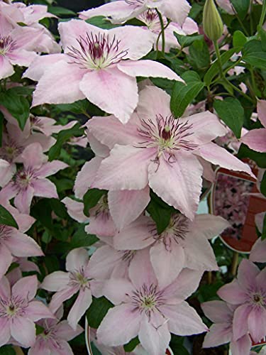 Pink Fantasy Live Plant in a 4 Inch Growers Pot Light Pink Flowering Vine F6514