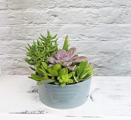 Live Succulents Assortment in Clay Pot Z265