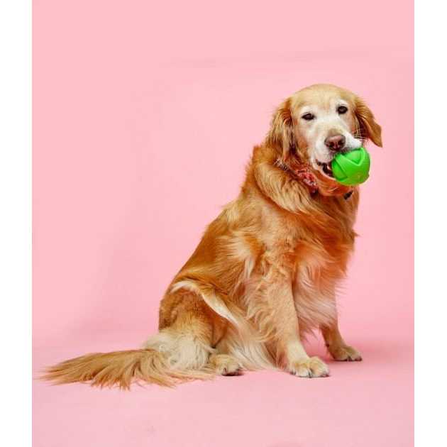 Dura Play Ball Dog Toy J9986