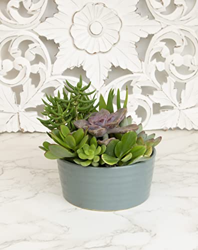 Live Succulents Assortment in Clay Pot Z265