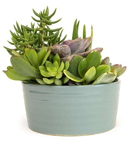 Live Succulents Assortment in Clay Pot Z265