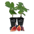 2 Live Tissue Culture Starter Fig Tree M279