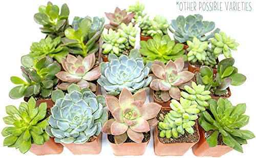 Live Succulents Assortment in Clay Pot Z265
