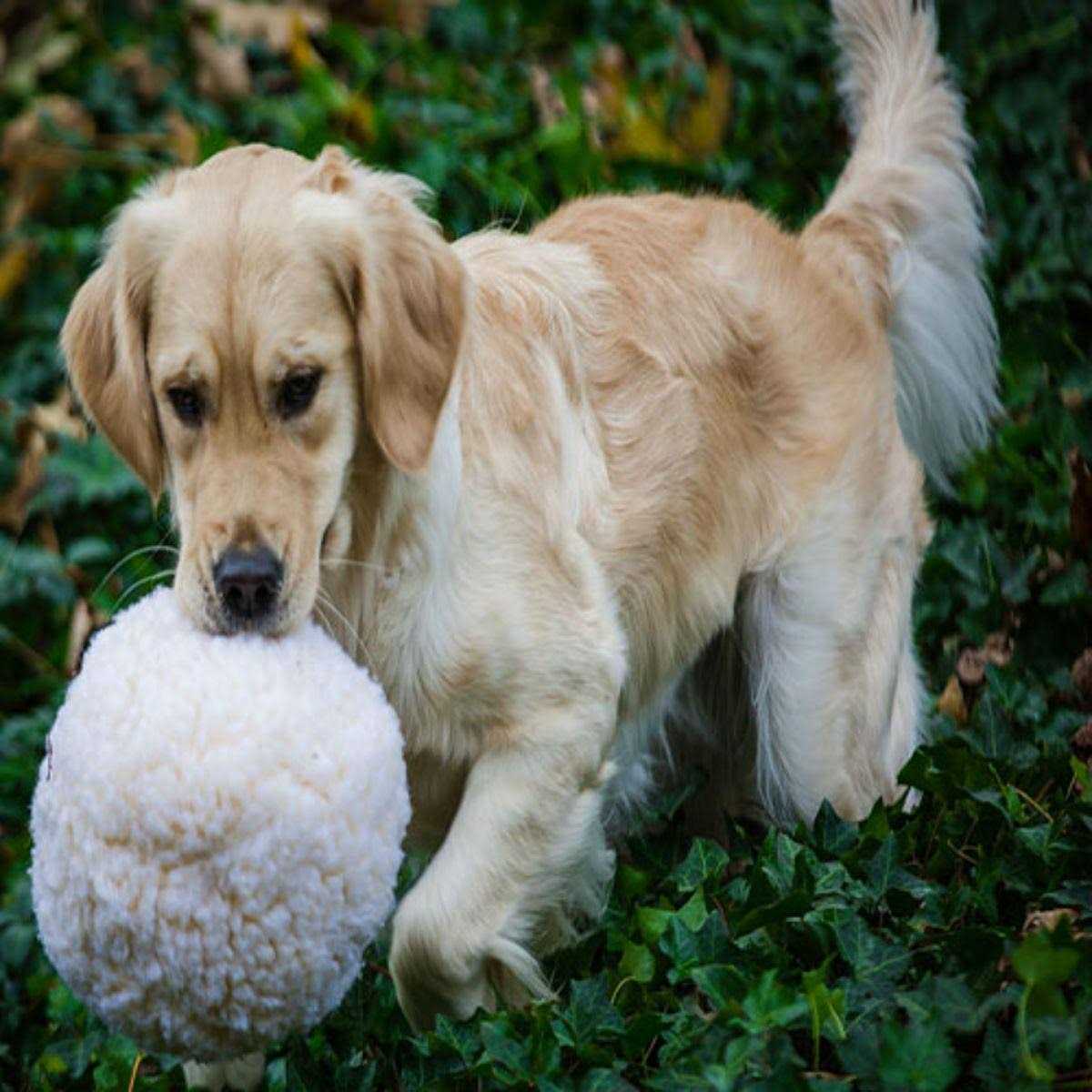 HuggleFleece Ball Dog Toy D302580