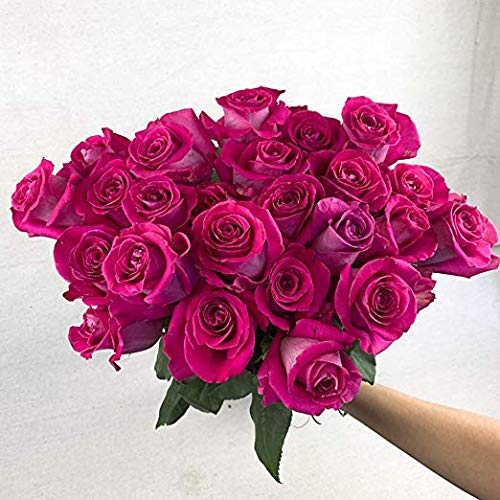 24 Red Roses Fresh from the Farm Red Rose Bouquet Long-Lasting Fresh Flowers 20" Long Stems No Vase 2 Dozen Q1152