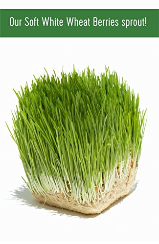 25 LBS Soft White Wheat Berries I593381
