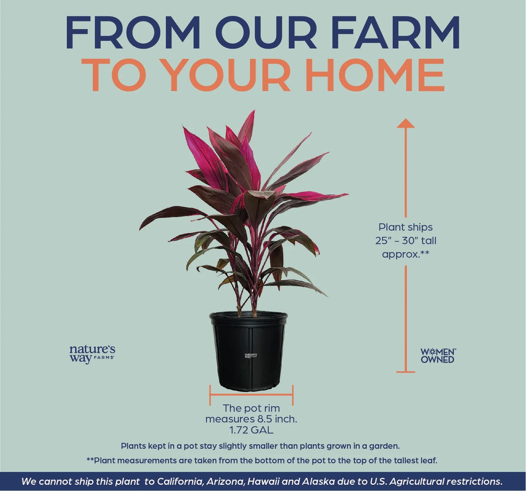 Red Sister Ti Plant, Live Plant in Grower Pot V74115
