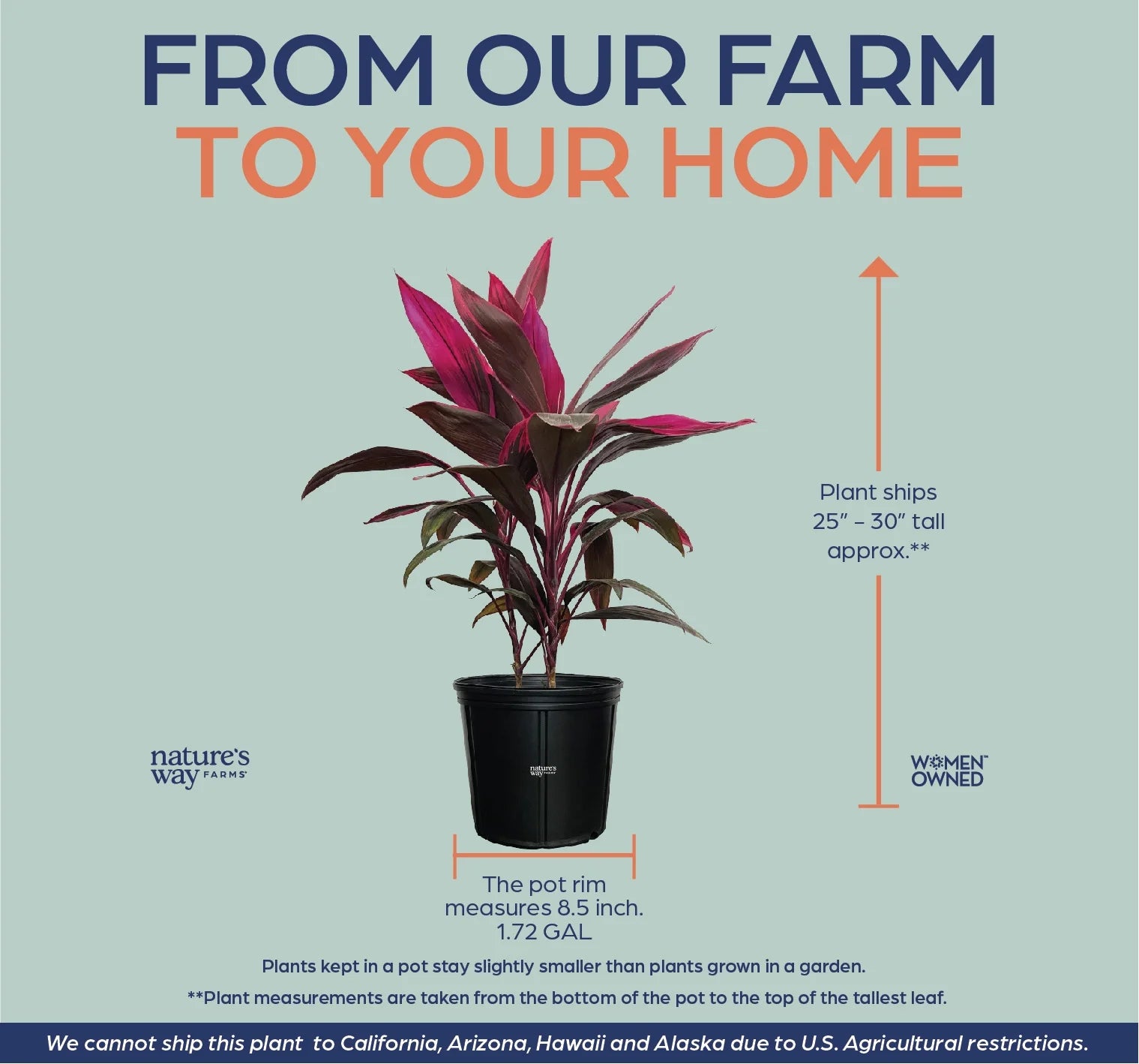Red Sister Ti Plant, Live Plant in Grower Pot V74115