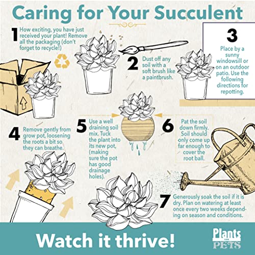 Live Succulents Assortment in Clay Pot Z265