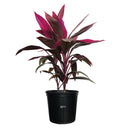 Red Sister Ti Plant, Live Plant in Grower Pot V74115
