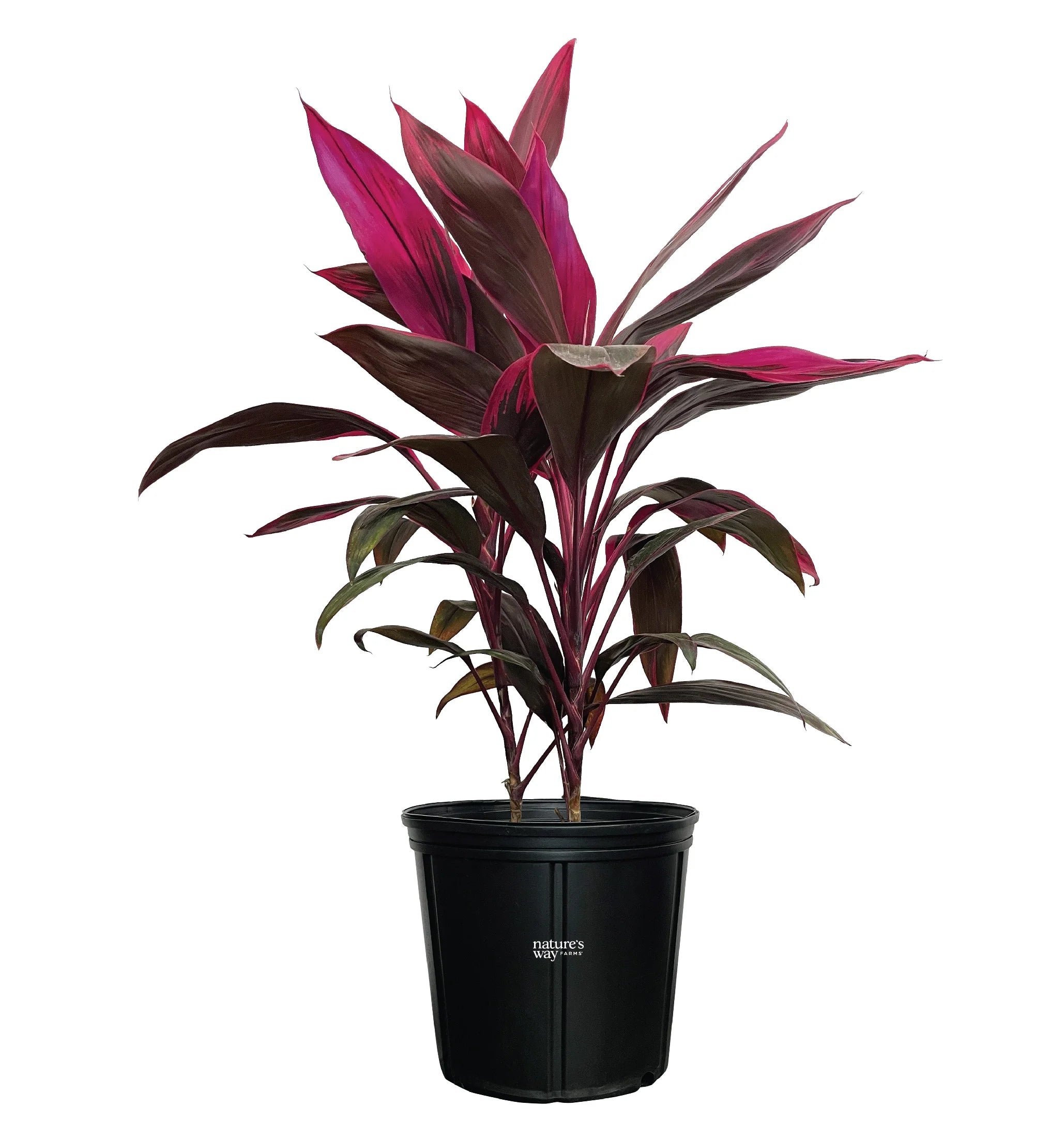 Red Sister Ti Plant, Live Plant in Grower Pot V74115