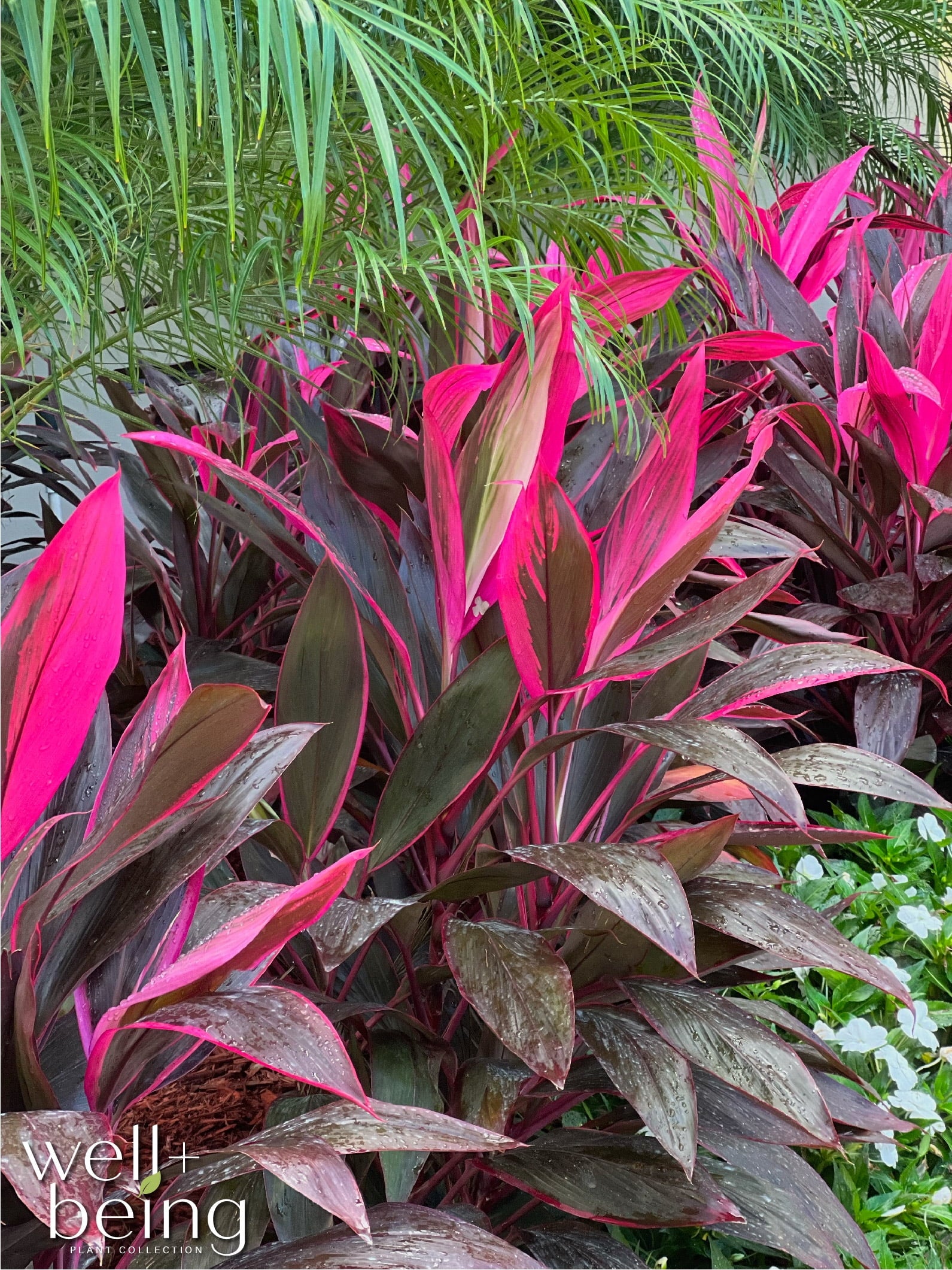 Red Sister Ti Plant, Live Plant in Grower Pot V74115