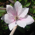 Pink Fantasy Live Plant in a 4 Inch Growers Pot Light Pink Flowering Vine F6514