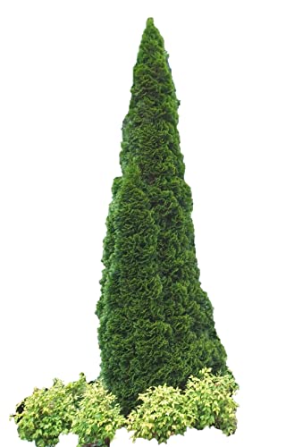 Live Plants 1 to 2 Feet Tall J67773