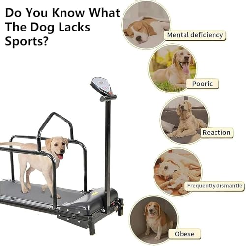 Indoor Dog Treadmill K3779