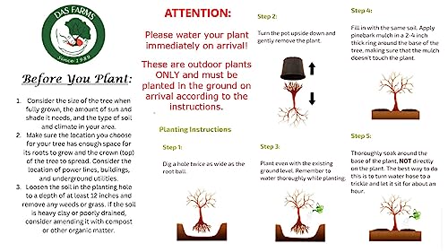 Live Plants 1 to 2 Feet Tall J67773