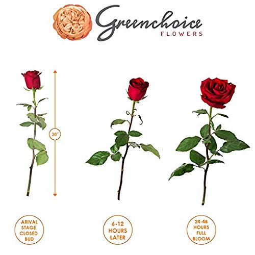 24 Red Roses Fresh from the Farm Red Rose Bouquet Long-Lasting Fresh Flowers 20" Long Stems No Vase 2 Dozen Q1152