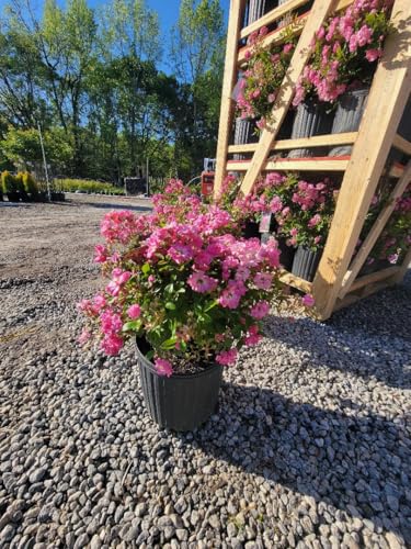 3 Gallon Pot Climbing Rose Live Plant Y70569