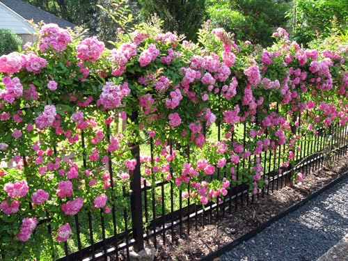 3 Gallon Pot Climbing Rose Live Plant Y70569