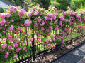 3 Gallon Pot Climbing Rose Live Plant Y70569