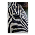Zebras Canvas Art X435