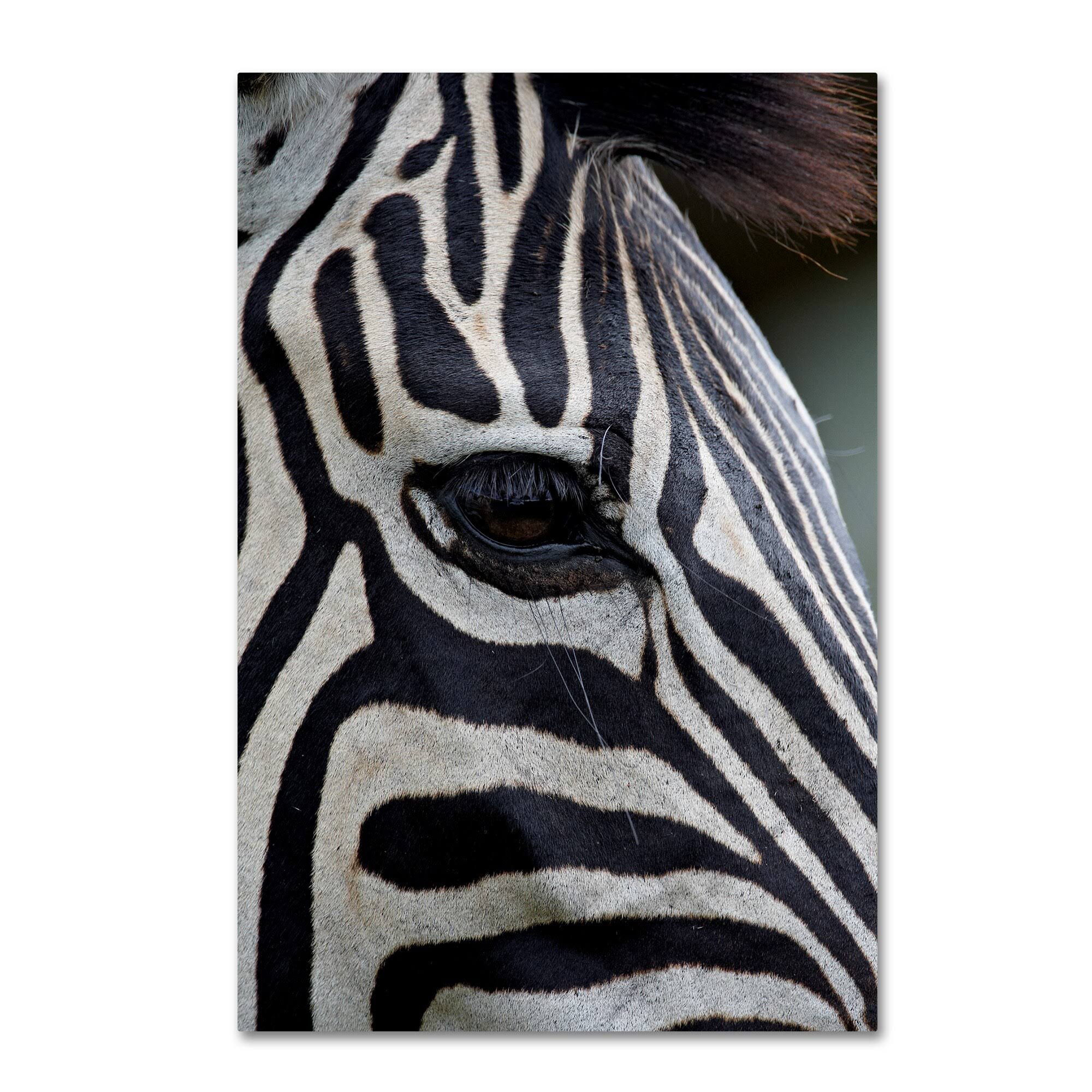 Zebras Canvas Art X435