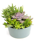 Live Succulents Assortment in Clay Pot Z265