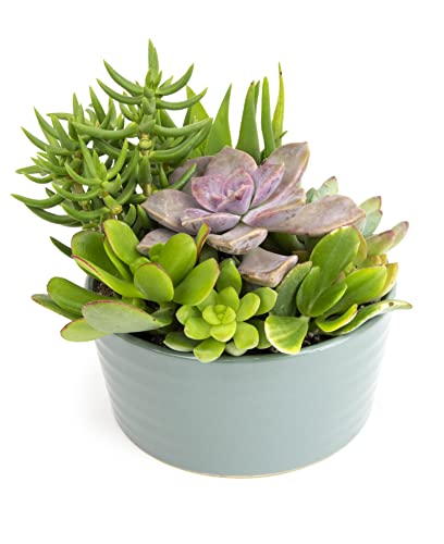 Live Succulents Assortment in Clay Pot Z265