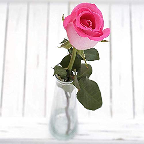 24 Red Roses Fresh from the Farm Red Rose Bouquet Long-Lasting Fresh Flowers 20" Long Stems No Vase 2 Dozen Q1152