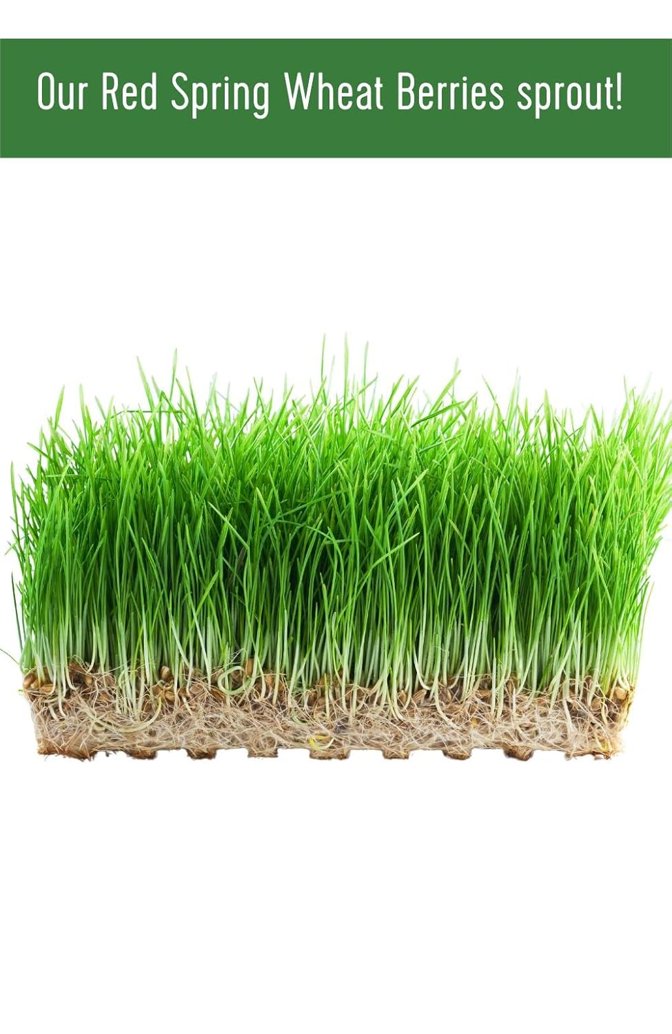 25 LBS Hard Red Spring Wheat Berries E326