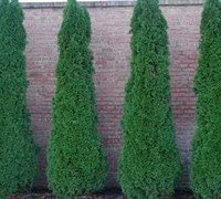 Live Plants 1 to 2 Feet Tall J67773