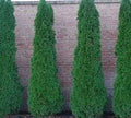 Live Plants 1 to 2 Feet Tall J67773