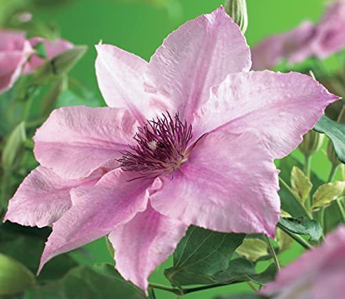 Pink Fantasy Live Plant in a 4 Inch Growers Pot Light Pink Flowering Vine F6514