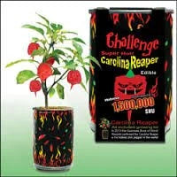 Carolina Reaper Plant Kit P55683