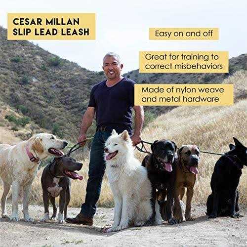 Slip Lead Leash 2-in-1 Dog Training Lead & Collar C502937