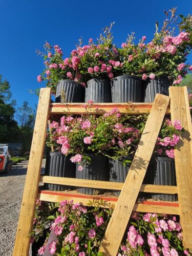 3 Gallon Pot Climbing Rose Live Plant Y70569