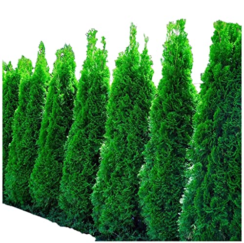 Live Plants 1 to 2 Feet Tall J67773