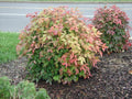 1 Dwarf Nandina Firepower L114728