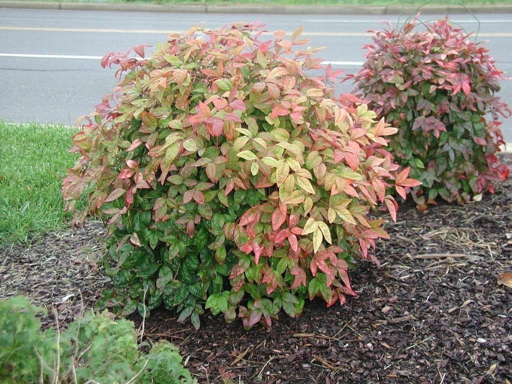 1 Dwarf Nandina Firepower L114728